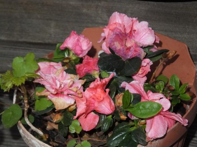 Name:  DSCF3361.jpg
Views: 304
Size:  47.2 KB