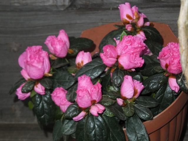 Name:  DSCF3362.jpg
Views: 293
Size:  41.9 KB