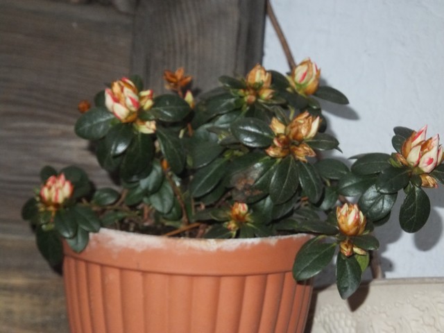 Name:  DSCF3364.jpg
Views: 303
Size:  66.9 KB