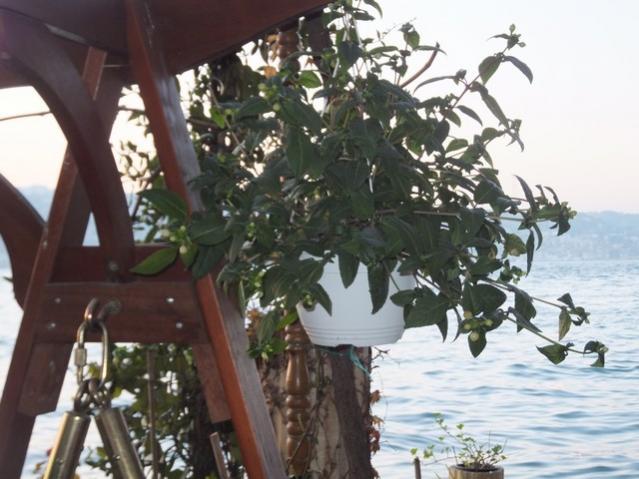 Name:  DSCF3384.jpg
Views: 318
Size:  48.3 KB