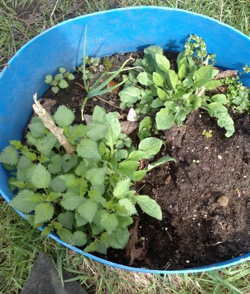 Name:  aviary_1366231320203.jpg
Views: 586
Size:  76.7 KB