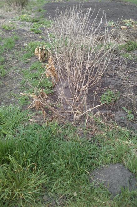 Name:  aviary_1366231490856.jpg
Views: 647
Size:  78.1 KB