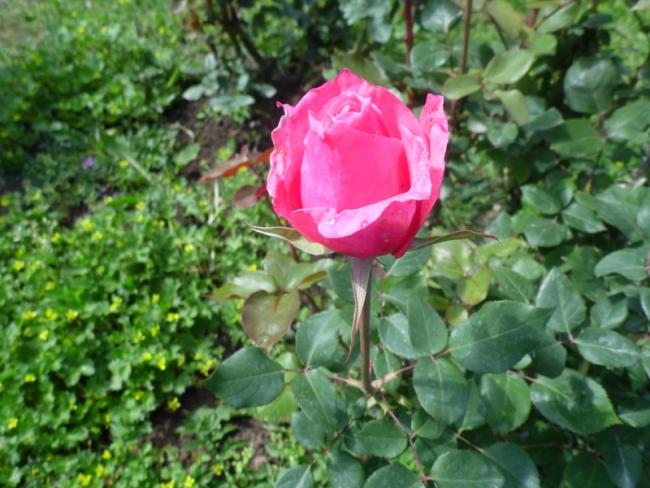 Name:  046-044.jpg
Views: 825
Size:  56.1 KB