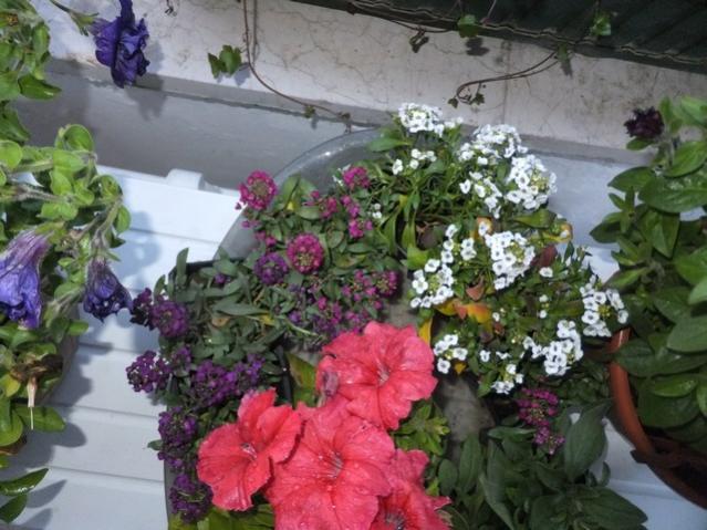 Name:  DSCF3507.jpg
Views: 315
Size:  55.3 KB