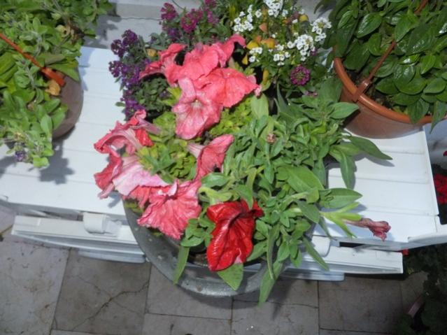 Name:  DSCF3508.jpg
Views: 306
Size:  53.2 KB