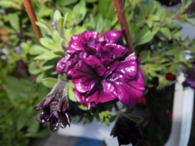Name:  DSCF3510.jpg
Views: 312
Size:  37.2 KB