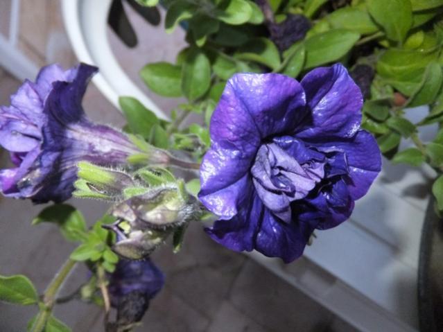 Name:  DSCF3511.jpg
Views: 301
Size:  40.4 KB