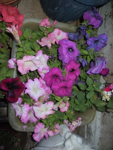 Name:  DSCF3523.jpg
Views: 308
Size:  67.9 KB
