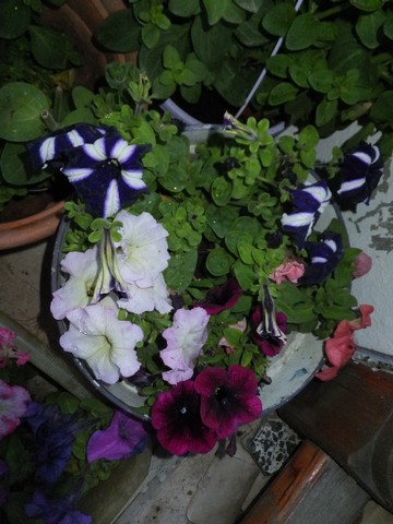 Name:  DSCF3524.jpg
Views: 315
Size:  62.7 KB