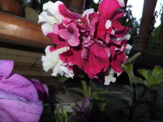 Name:  DSCF3528.jpg
Views: 325
Size:  39.3 KB