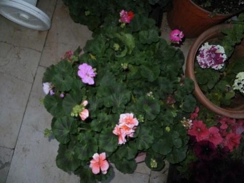 Name:  DSCF3530.jpg
Views: 299
Size:  25.4 KB