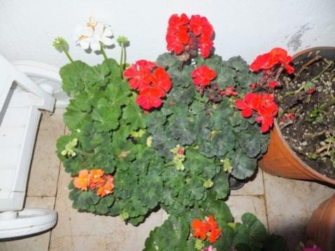 Name:  DSCF3531.jpg
Views: 352
Size:  31.8 KB