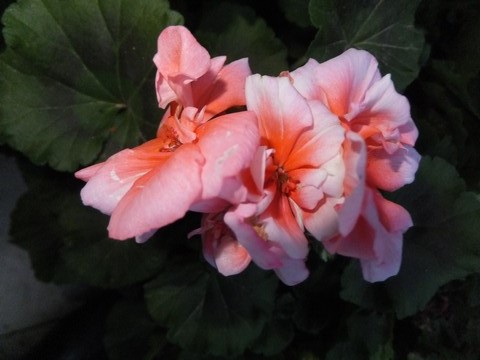 Name:  DSCF3532.jpg
Views: 306
Size:  57.9 KB