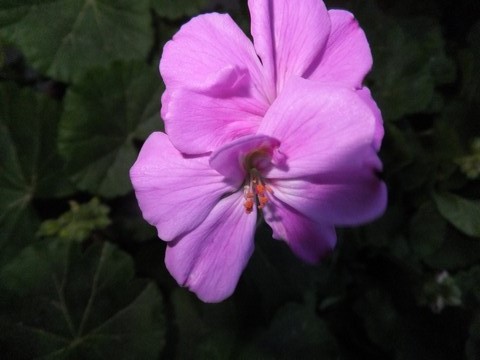 Name:  DSCF3533.jpg
Views: 297
Size:  53.3 KB