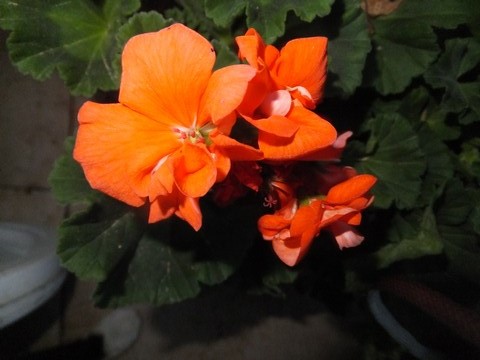 Name:  DSCF3535.jpg
Views: 329
Size:  59.9 KB