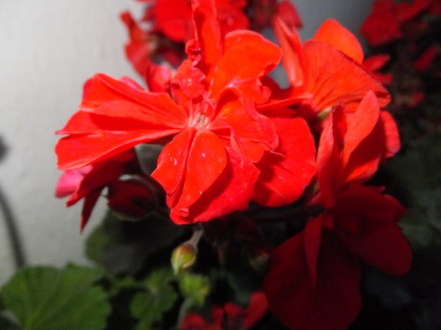 Name:  DSCF3537.jpg
Views: 310
Size:  63.3 KB