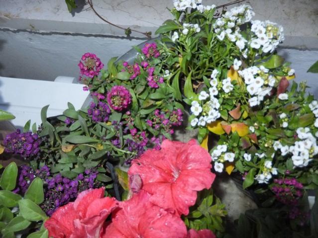 Name:  DSCF3541.jpg
Views: 313
Size:  61.7 KB