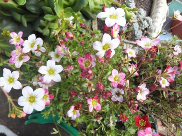 Name:  DSCF3556.jpg
Views: 293
Size:  64.4 KB