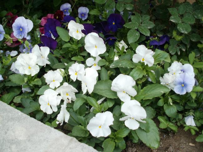 Name:  P1010225a.jpg
Views: 441
Size:  60.0 KB