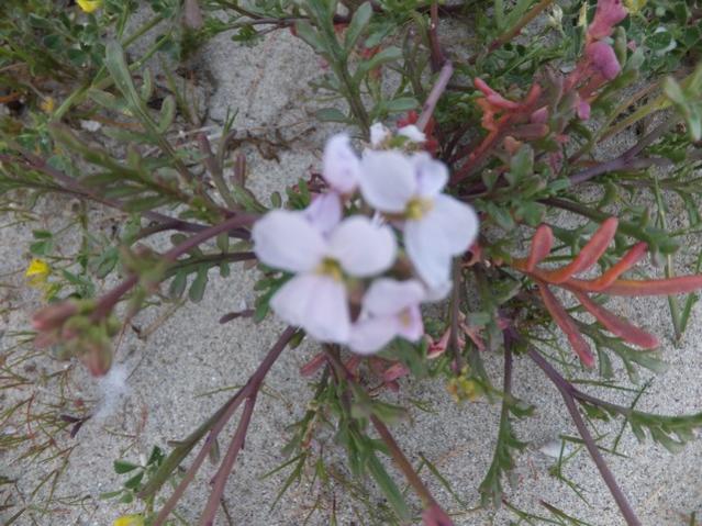 Name:  DSCF3571.jpg
Views: 299
Size:  59.4 KB