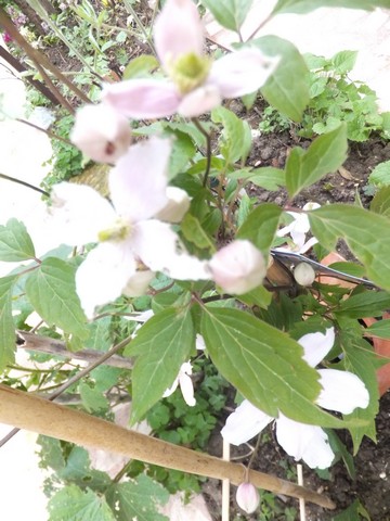 Name:  DSCF3590.jpg
Views: 286
Size:  69.0 KB