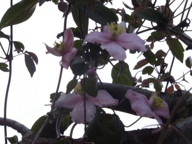 Name:  DSCF3591.jpg
Views: 294
Size:  42.3 KB