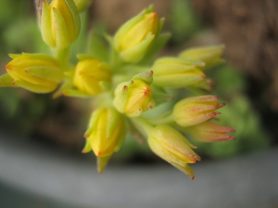 Name:  sedum palmeri.jpg
Views: 1312
Size:  57.0 KB