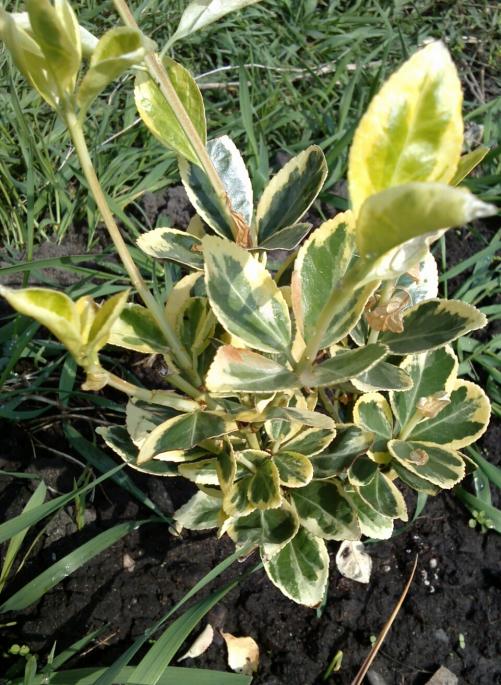 Name:  aviary_1366559019532.jpg
Views: 550
Size:  79.9 KB