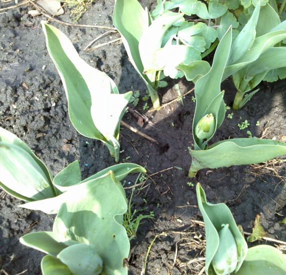 Name:  aviary_1366559071470.jpg
Views: 588
Size:  72.9 KB