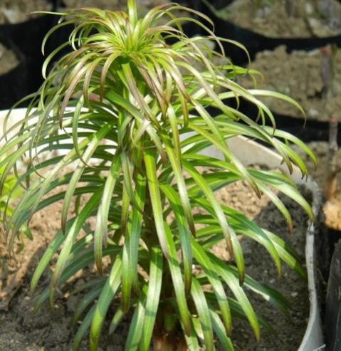Name:  DSCN1852.jpg
Views: 1077
Size:  50.2 KB