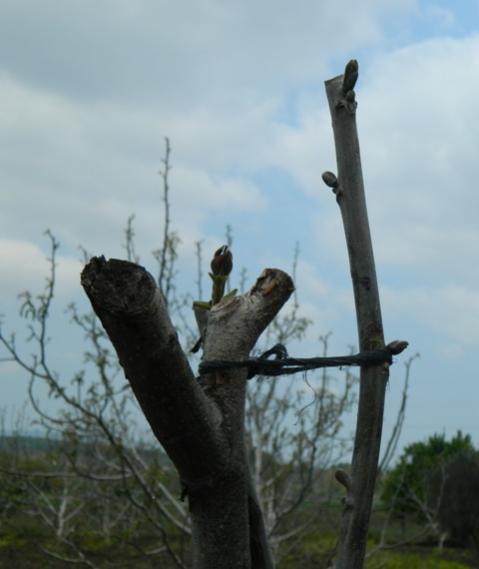 Name:  DSCN1836.jpg
Views: 1234
Size:  25.5 KB
