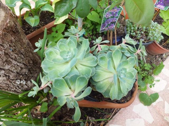Name:  DSCF3614.jpg
Views: 250
Size:  66.1 KB
