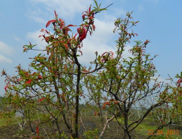 Name:  DSCN1847.jpg
Views: 2035
Size:  61.8 KB
