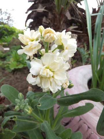 Name:  DSCF3630.jpg
Views: 231
Size:  57.2 KB
