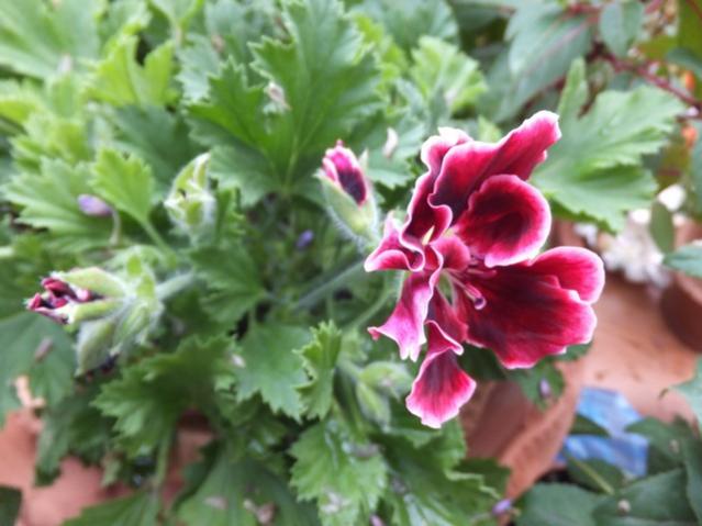 Name:  DSCF3652.jpg
Views: 277
Size:  41.9 KB