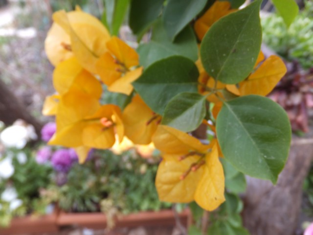 Name:  DSCF3687.jpg
Views: 542
Size:  61.1 KB