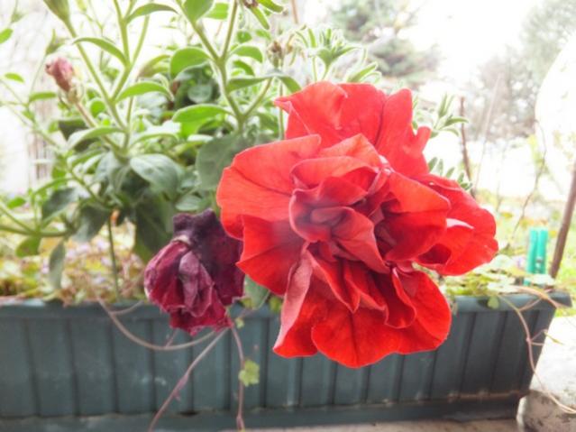 Name:  DSCF3722.jpg
Views: 593
Size:  43.0 KB