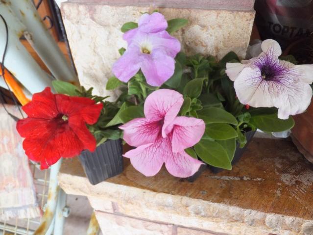 Name:  DSCF3745.jpg
Views: 523
Size:  47.3 KB