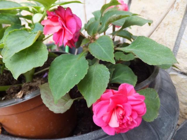 Name:  DSCF3748.jpg
Views: 615
Size:  44.3 KB