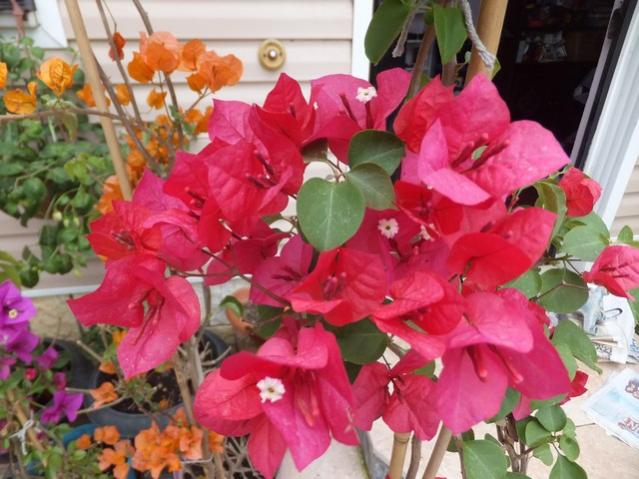 Name:  DSCF3759.jpg
Views: 964
Size:  53.8 KB