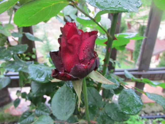 Name:  IMG_2546.jpg
Views: 545
Size:  45.7 KB