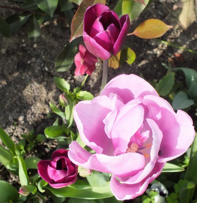 Name:  DSCF0404.jpg
Views: 483
Size:  64.6 KB