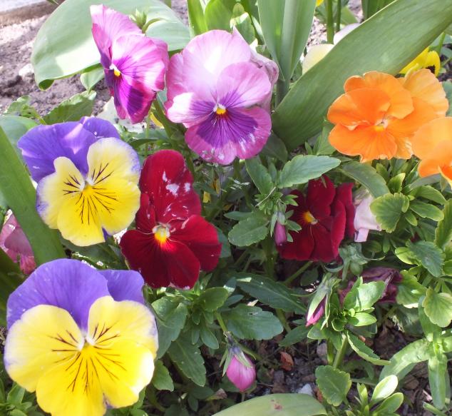 Name:  DSCF0406.jpg
Views: 504
Size:  70.7 KB