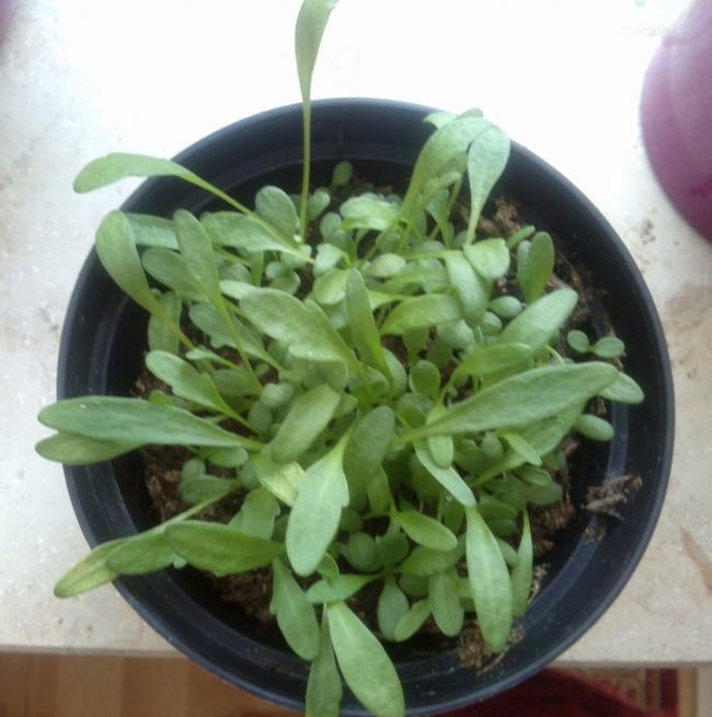 Name:  aviary_1366559264645.jpg
Views: 532
Size:  46.4 KB