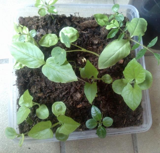 Name:  aviary_1366562936672.jpg
Views: 681
Size:  61.4 KB