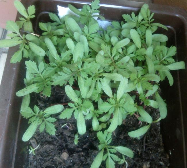 Name:  aviary_1366562908021.jpg
Views: 579
Size:  58.7 KB