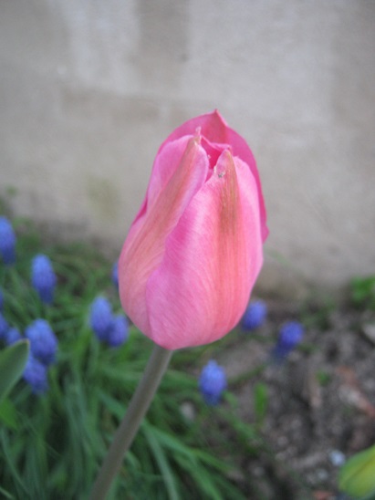 Name:  pembe lale.jpg
Views: 1292
Size:  67.5 KB