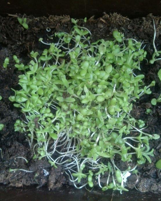 Name:  aviary_1366562991271.jpg
Views: 768
Size:  75.2 KB