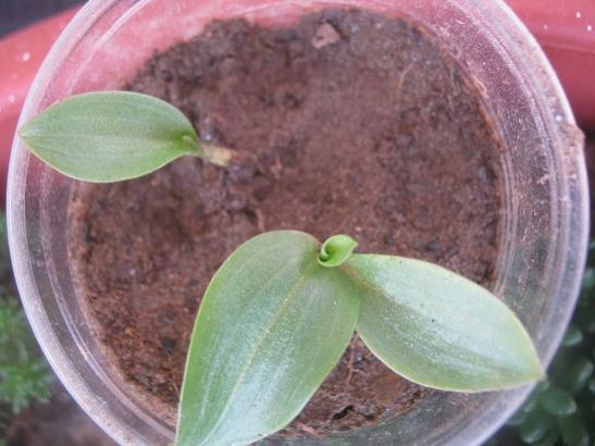 Name:  commelina comminis.jpg
Views: 1270
Size:  34.8 KB