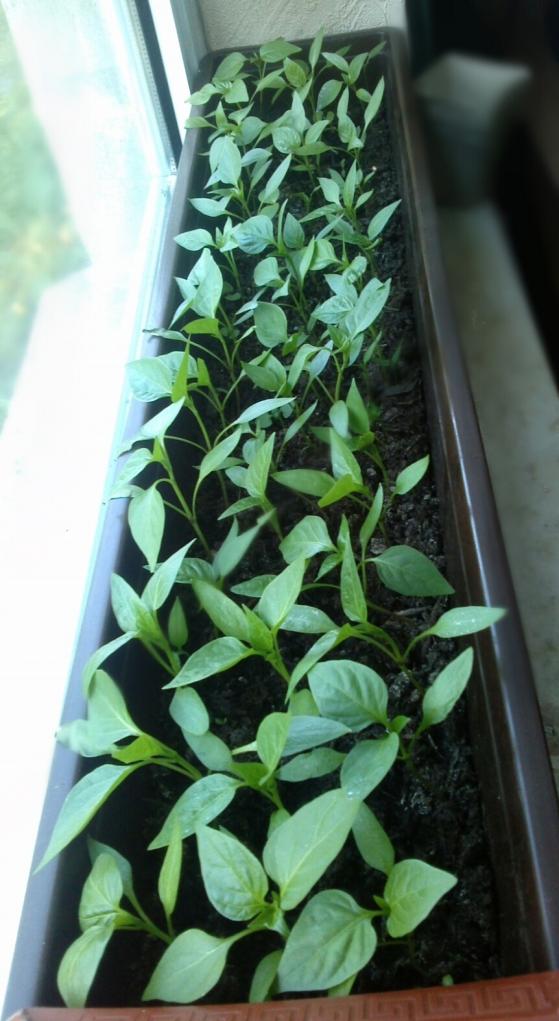 Name:  aviary_1366919503321.jpg
Views: 561
Size:  75.7 KB